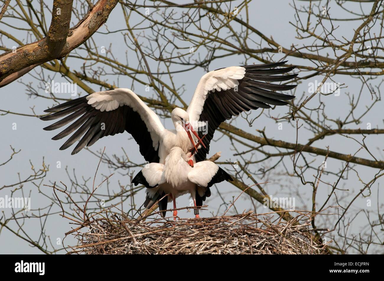 Animal coupling hi-res stock photography and images - Alamy