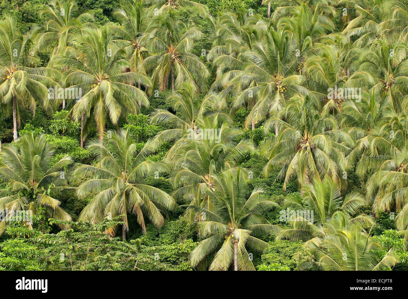 Thailand, Koh Samui Coconut trees in the jungle (Cocos nucifera Stock ...