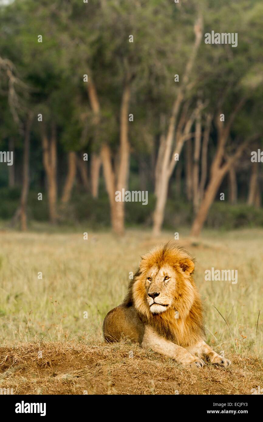Kenya, Masai Mara game reserve, lion (Panthera leo), male on a termite ...