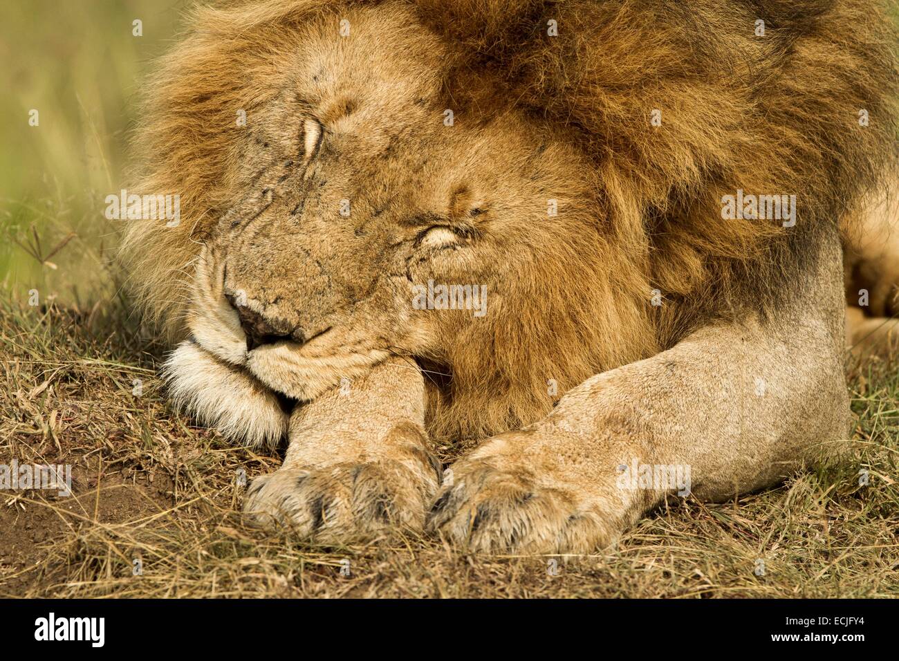 Kenya, Masai Mara game reserve, lion (Panthera leo), male resting Stock ...