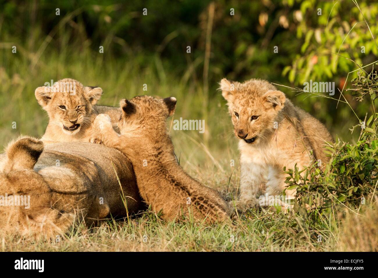 Kenya, Masai Mara game reserve, lion (Panthera leo), cubs playing with ...