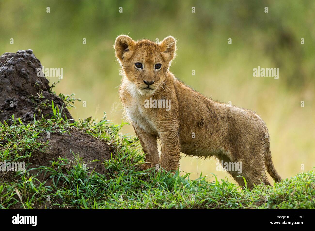Kenya, Masai Mara game reserve, lion (Panthera leo), cub at dawn Stock ...