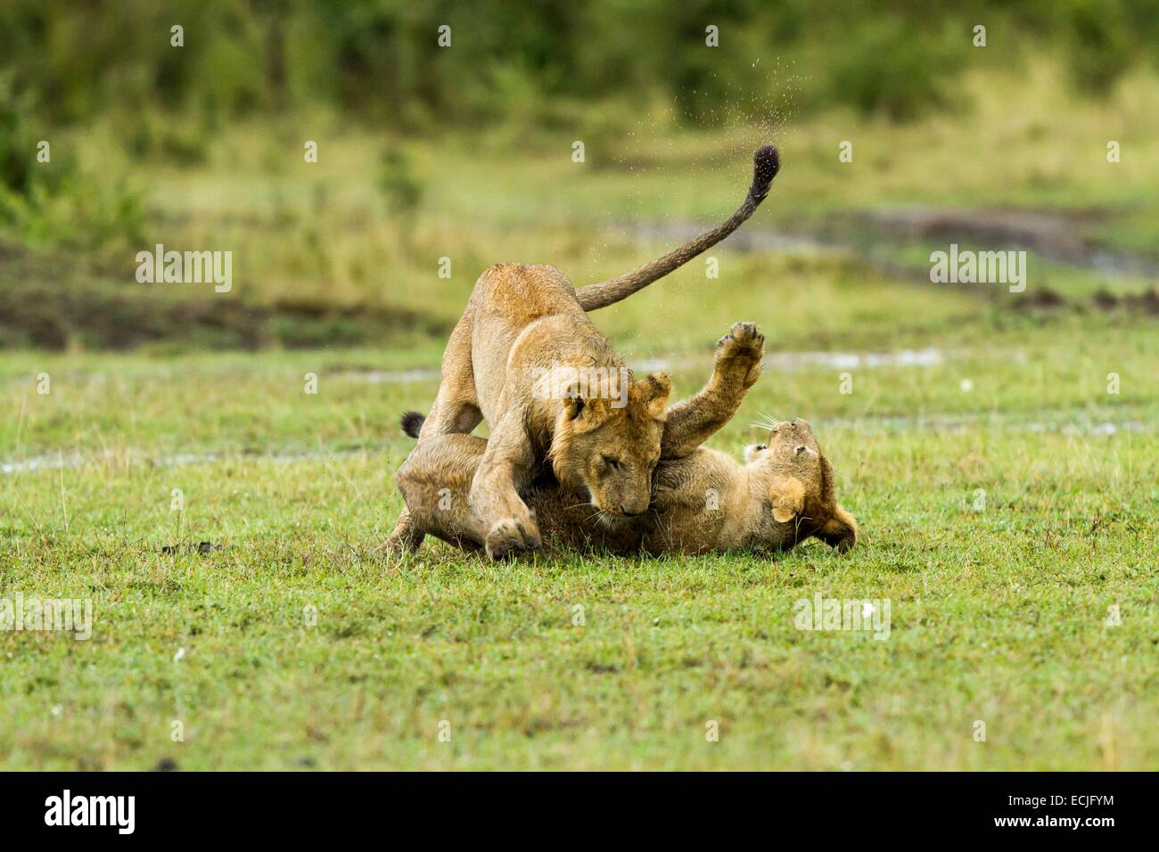 Kenya, Masai Mara game reserve, lion (Panthera leo), cubs playing Stock ...