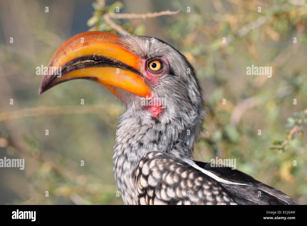 Southern Yellow-billed Hornbill (Tockus leucomelas), perched, Kgalagadi Transfrontier Park, Northern Cape, South Africa, Africa Stock Photo