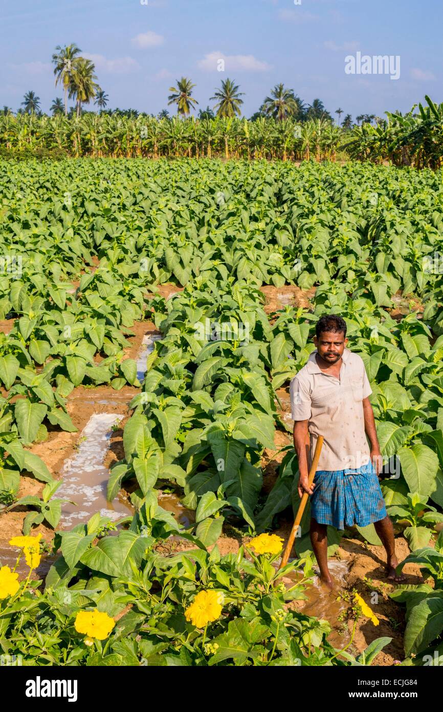 Sri Lanka, Northern province, Jaffna, tobacco field with basically a banana  and some coconut Stock Photo