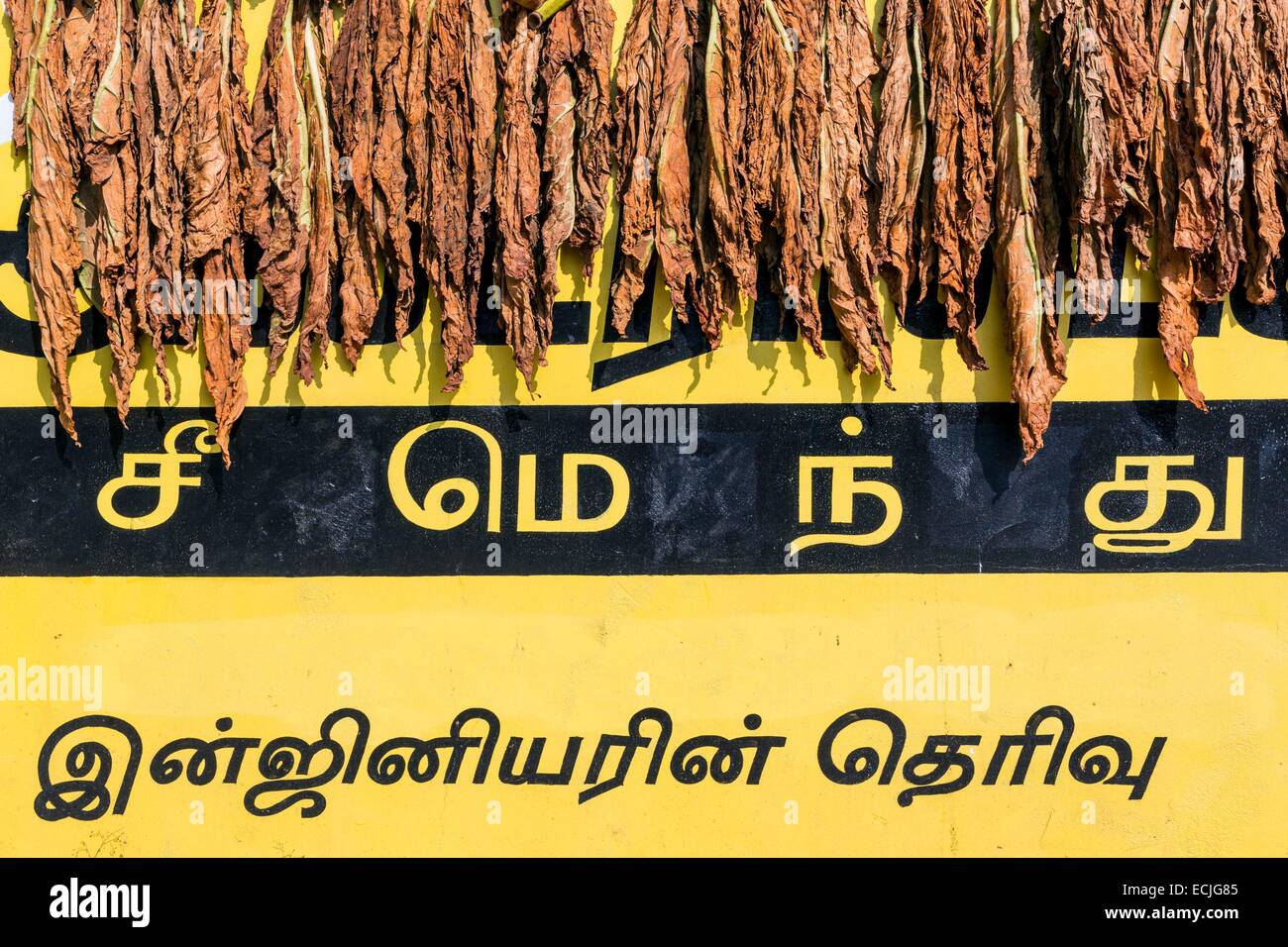 Sri Lanka, Northern province, Jaffna, tobacco leaves drying in the sun on a  wall covered with a painted advertising Stock Photo