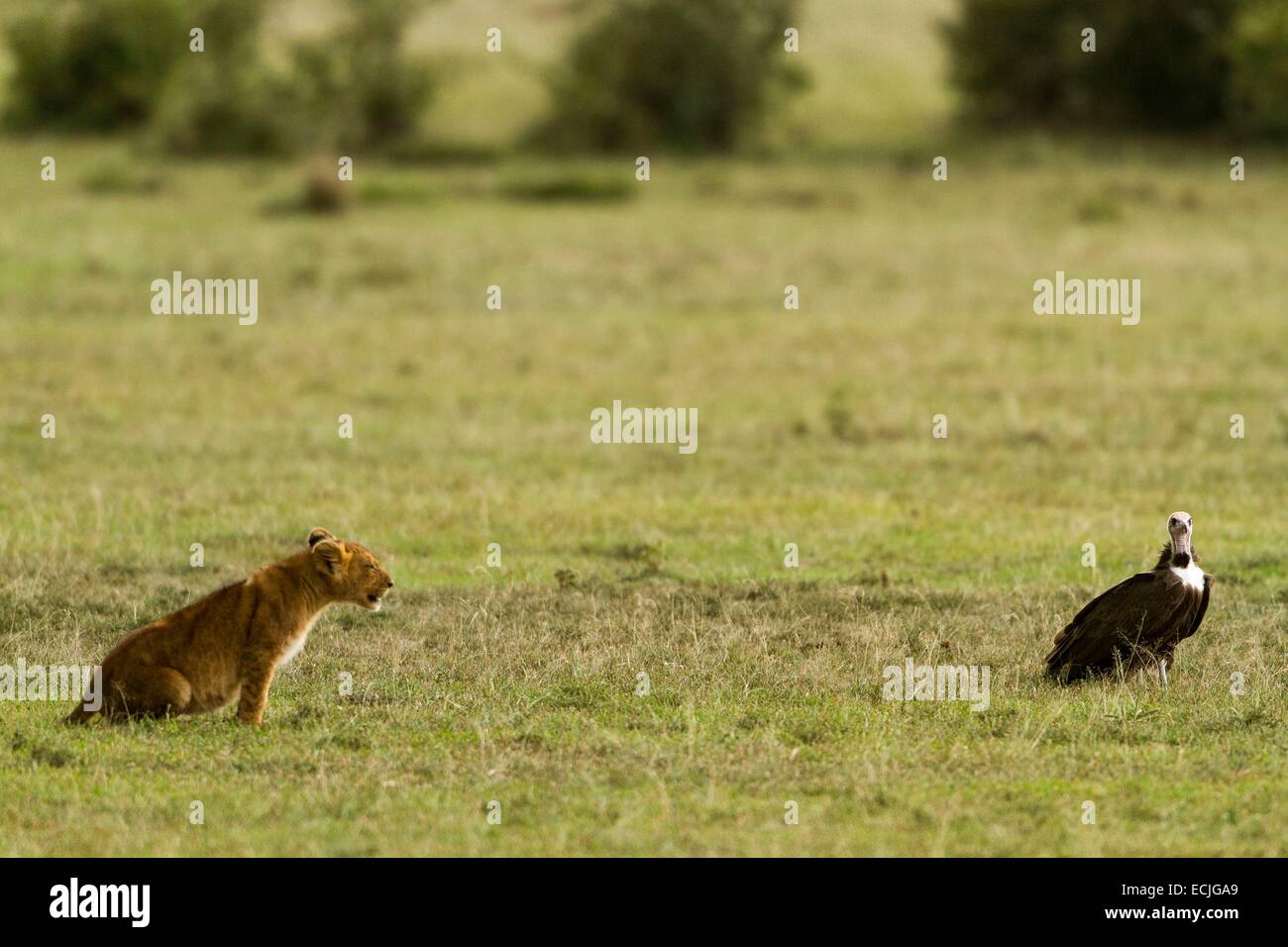 Kenya, Masai-Mara game reserve, lion (Panthera leo), cub face to face with one vulture Stock Photo