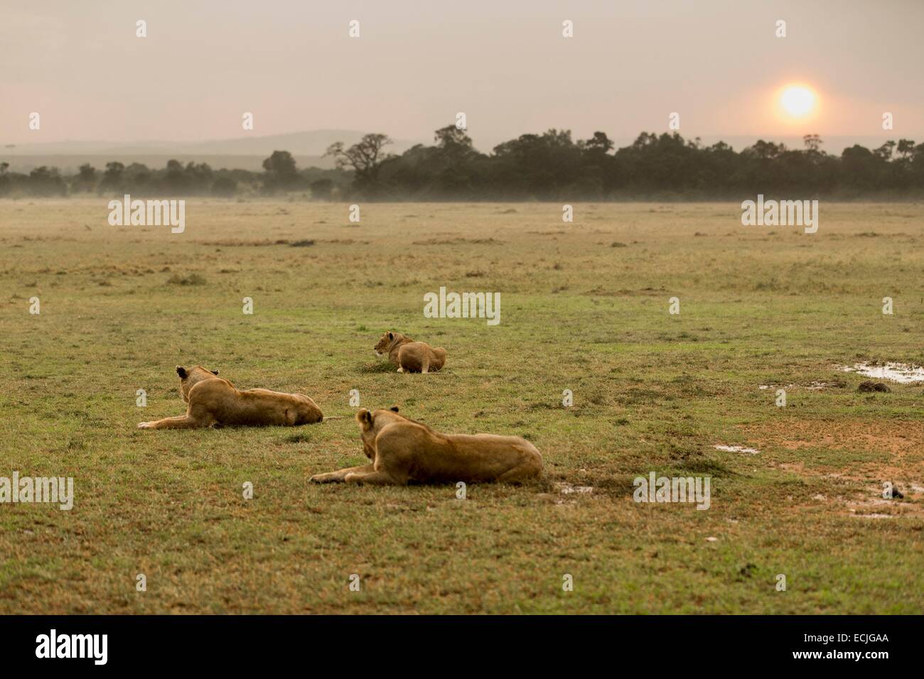 Masai mara lion sunset hi-res stock photography and images - Alamy