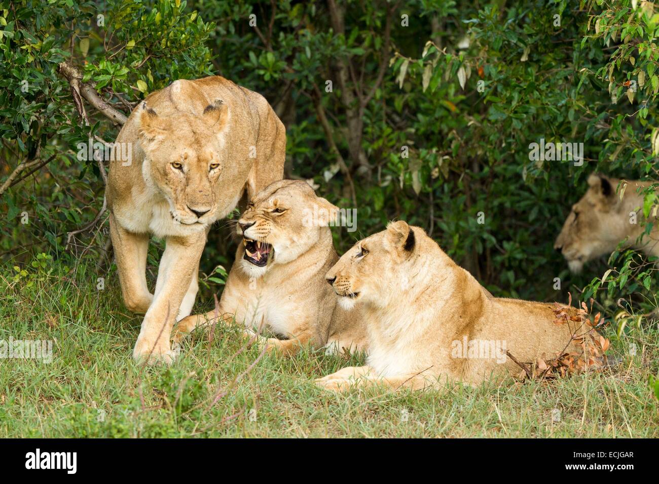 lion (Panthera leo), three lionesses resting together in a meadow, Kenya,  Masai Mara National Park Stock Photo - Alamy