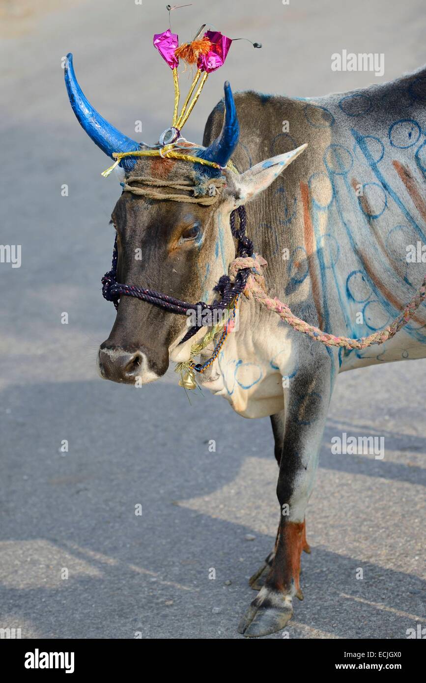 India, Rajasthan, Udaipur region, Diwali festival, Holy cow with freshly painted horns The fourth day of Diwali festival is marked by cow worship. Cows are often elaborately decorated or painted on the occasion. Stock Photo