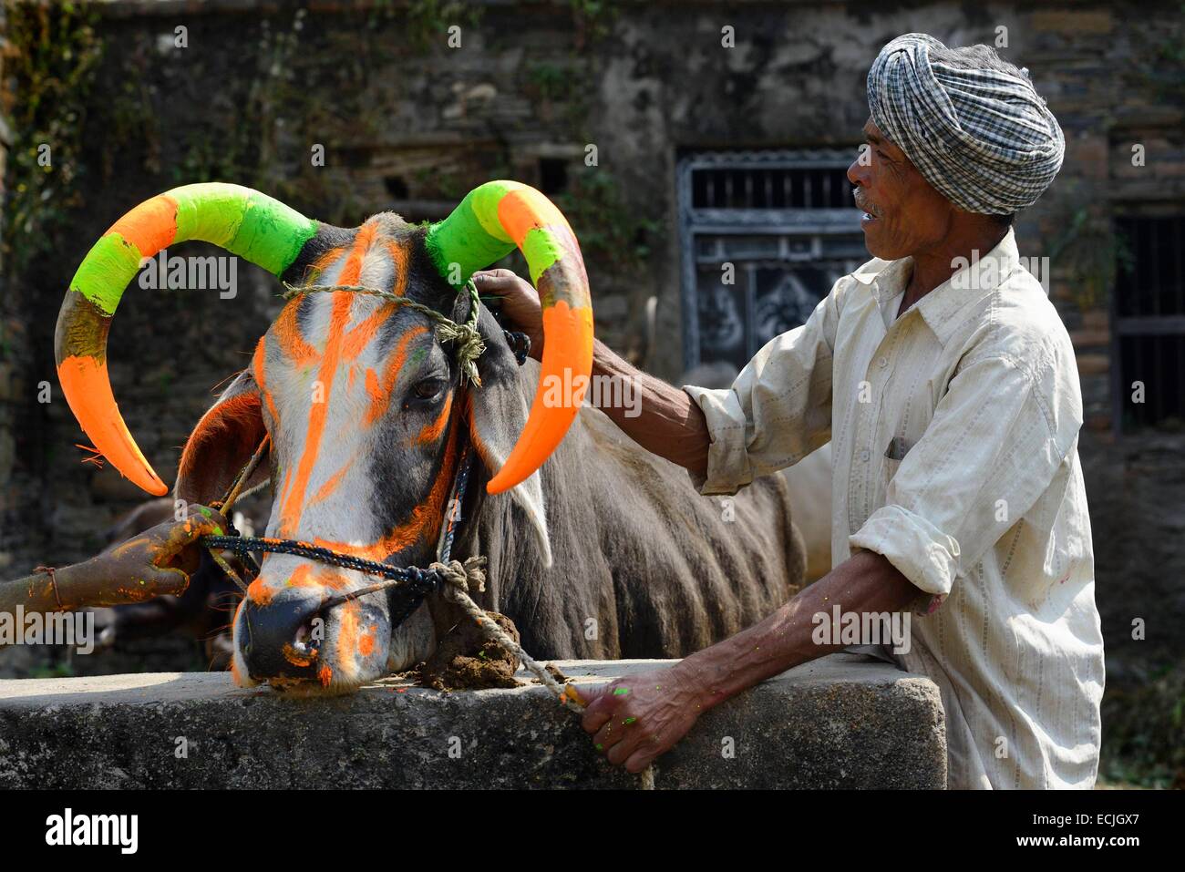 India, Rajasthan, Udaipur region, Diwali festival, Farmers painting the horns of a holy cow The fourth day of Diwali festival is marked by cow worship. Cows are often elaborately decorated or painted on the occasion. Stock Photo