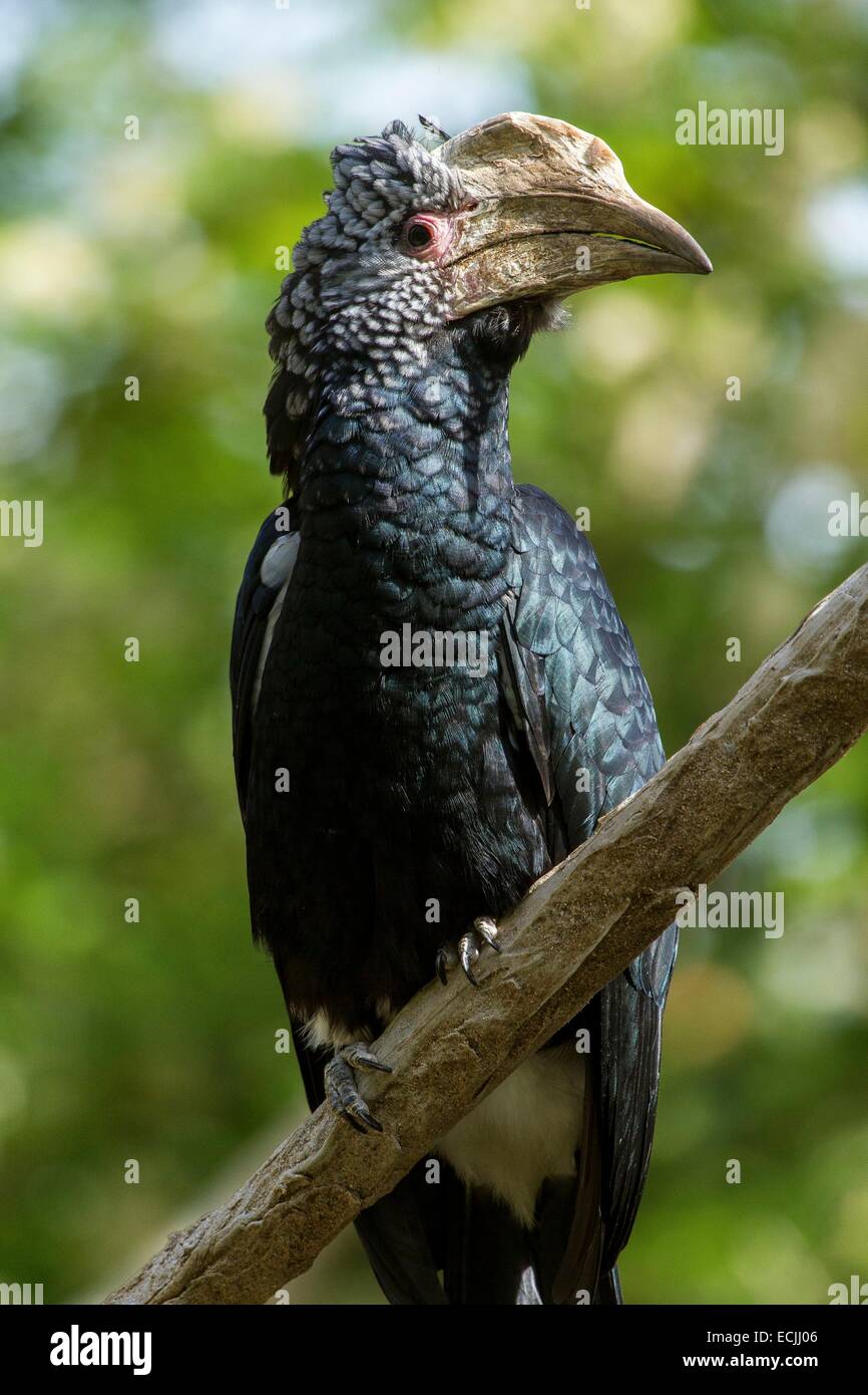 France, Mainet Loire, Doue La Fontaine zoo, Silvery-cheeked Hornbill (Bycanistes brevis), close-up Stock Photo