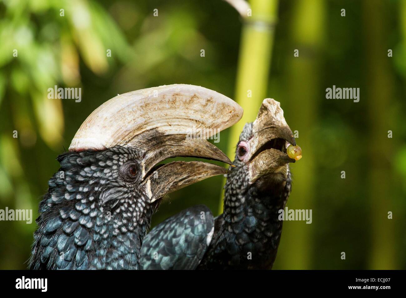 France, Mainet Loire, Doue La Fontaine zoo, Silvery-cheeked Hornbill (Bycanistes brevis), two feeding Stock Photo