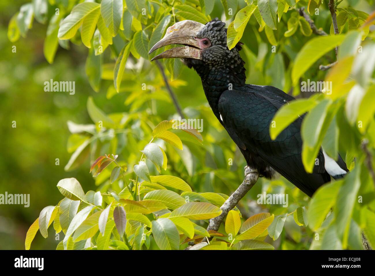 France, Mainet Loire, Doue La Fontaine zoo, Silvery-cheeked Hornbill (Bycanistes brevis) Stock Photo