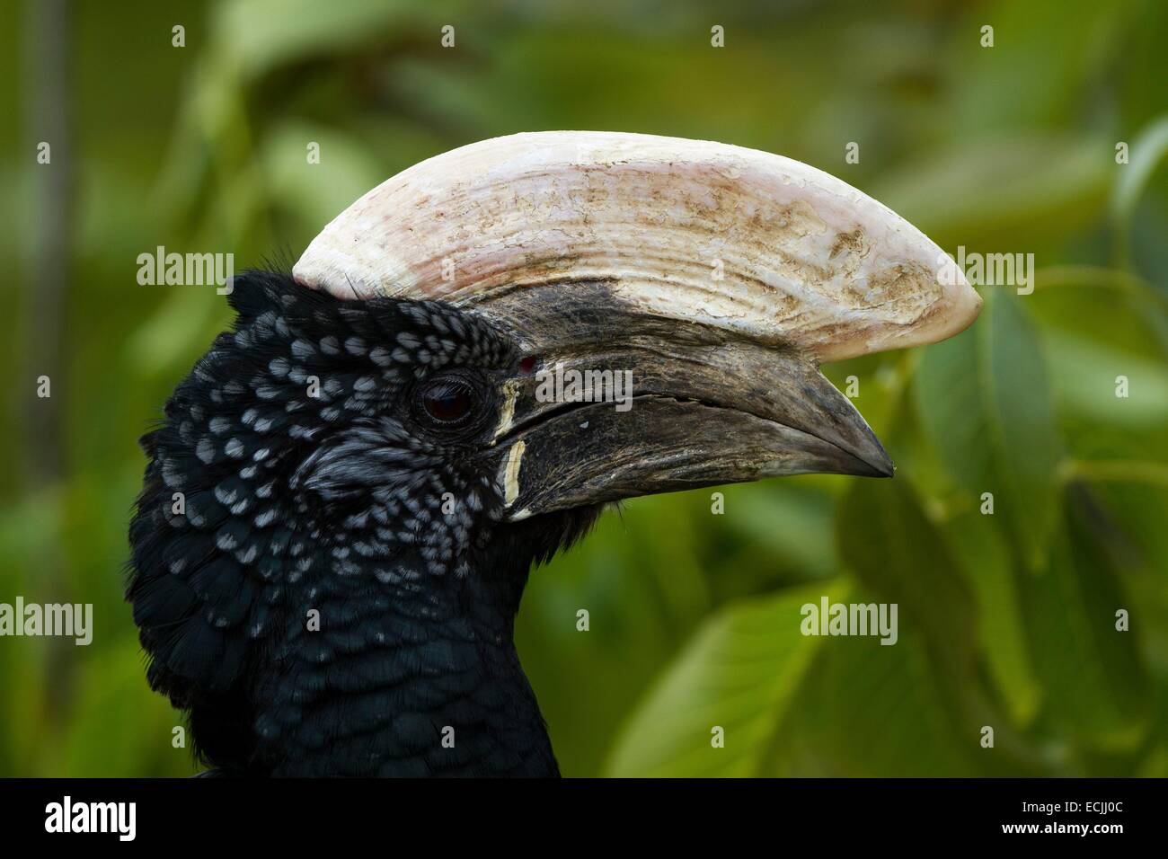 France, Mainet Loire, Doue La Fontaine zoo, Silvery-cheeked Hornbill (Bycanistes brevis), close-up, Stock Photo