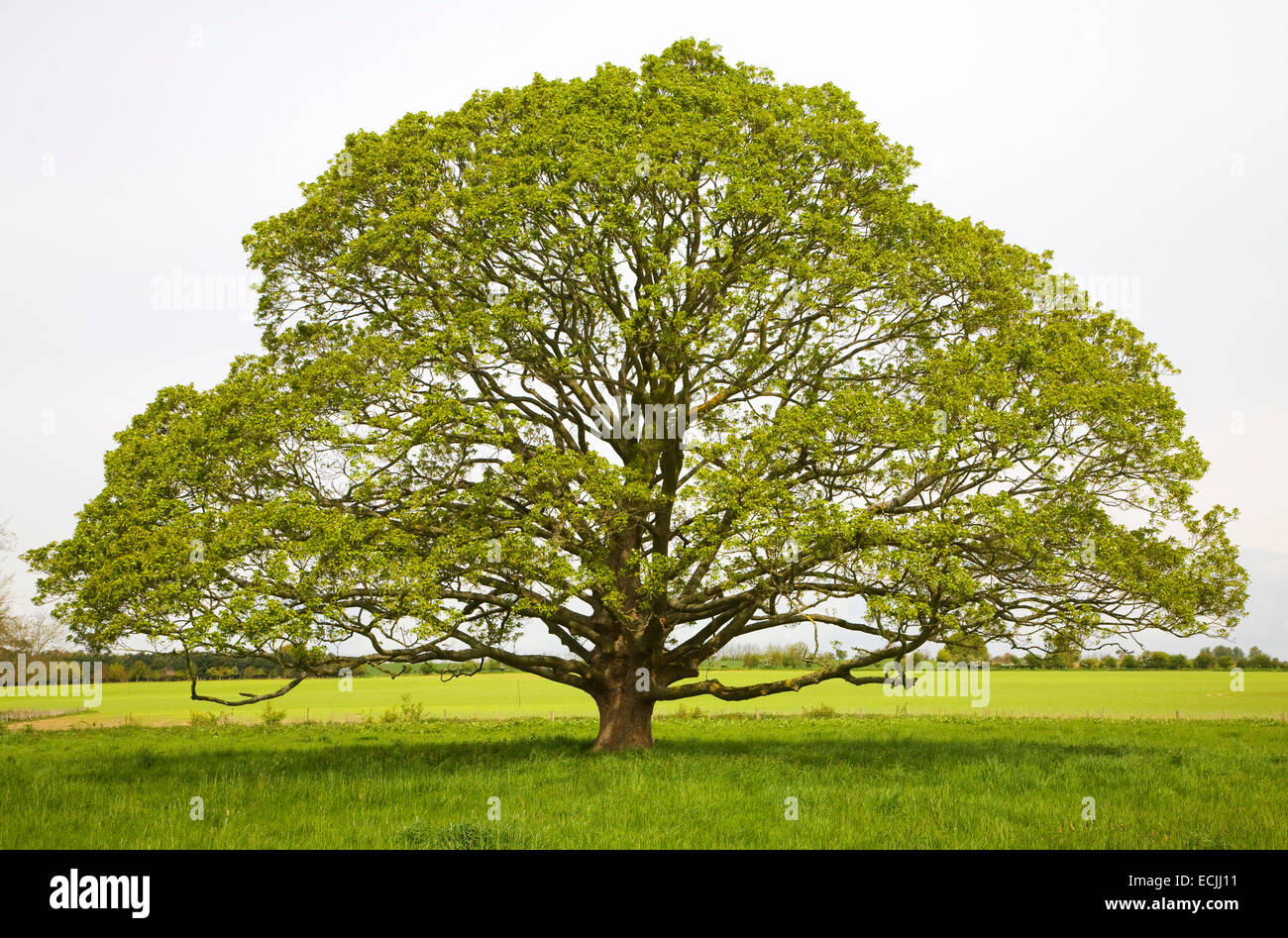 Common lime tree in early summer leaf in May, Sutton, Suffolk, England
