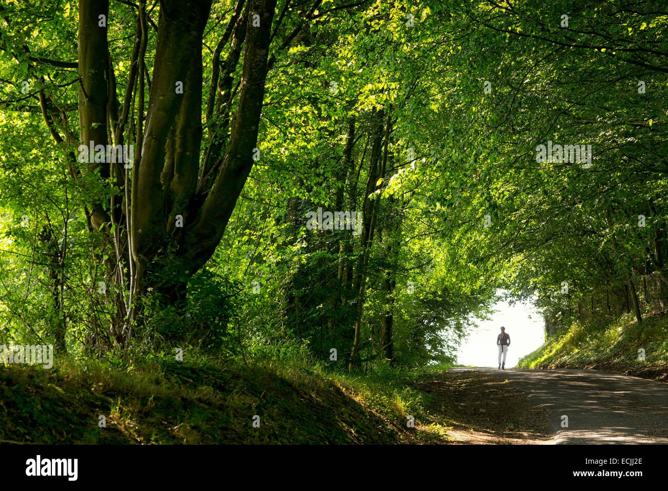 France, Aisne, Neuve Maison, Thierache, forest outing Stock Photo