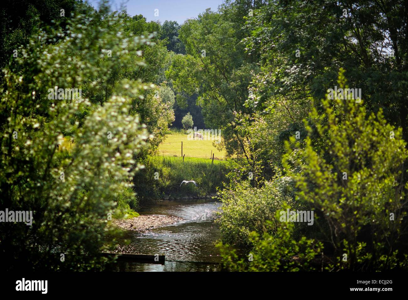 France, Aisne, Ohis, grove landscape Stock Photo