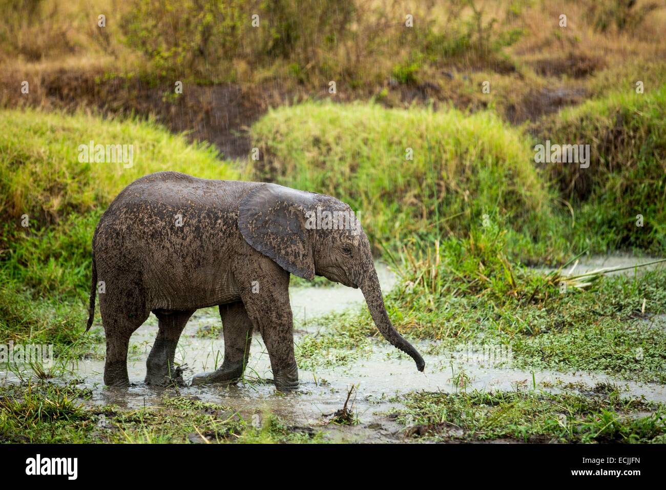 Kenya, Masai-Mara Game Reserve, Elephant (Loxodonta africana), a young drinking under the rain Stock Photo