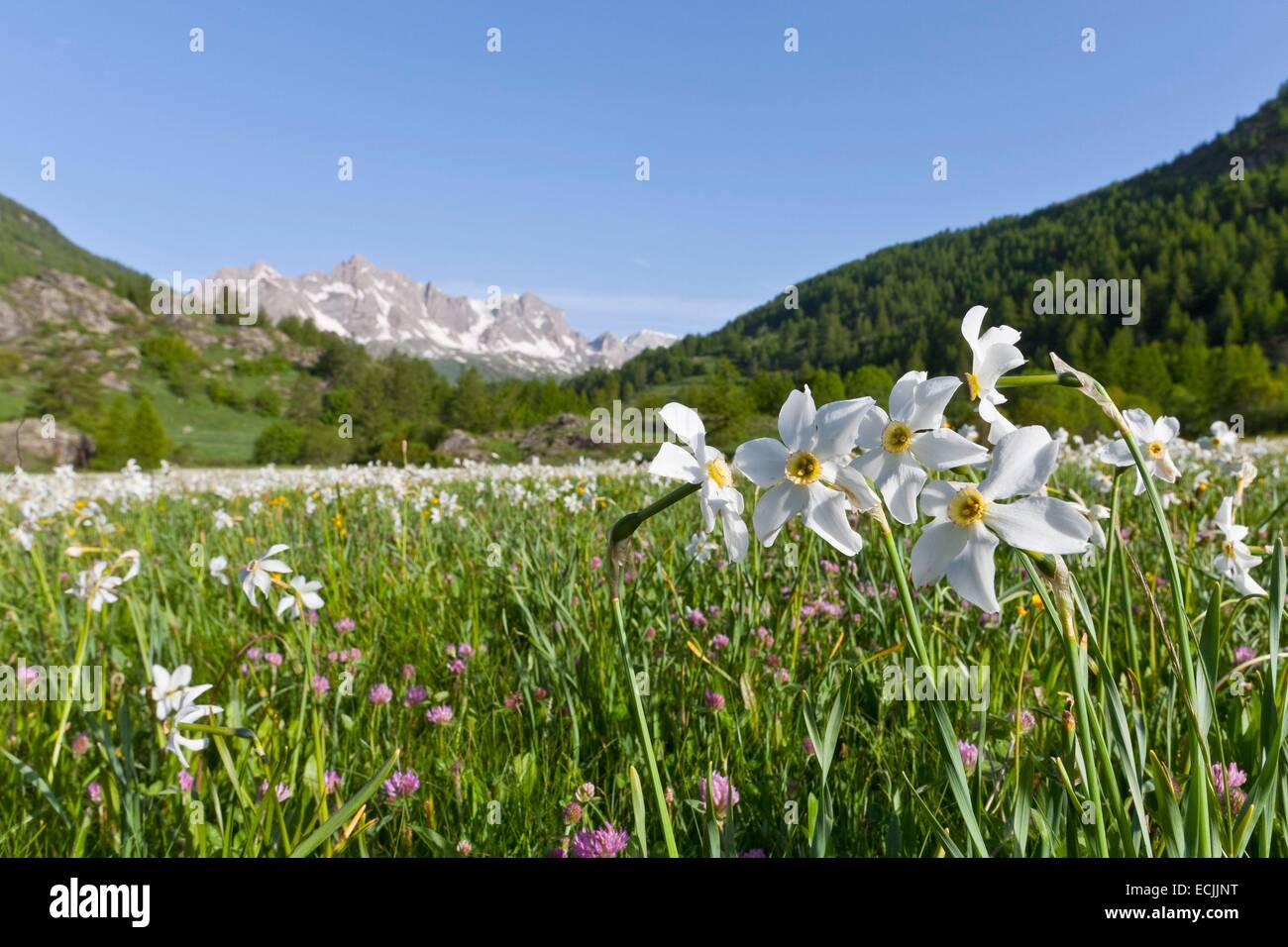 France, Hautes-Alpes, Nevache La Claree valley, daffodils, narcissus family Amaryllidaceae, overlooking the Pointe Cerces (3097m) Stock Photo