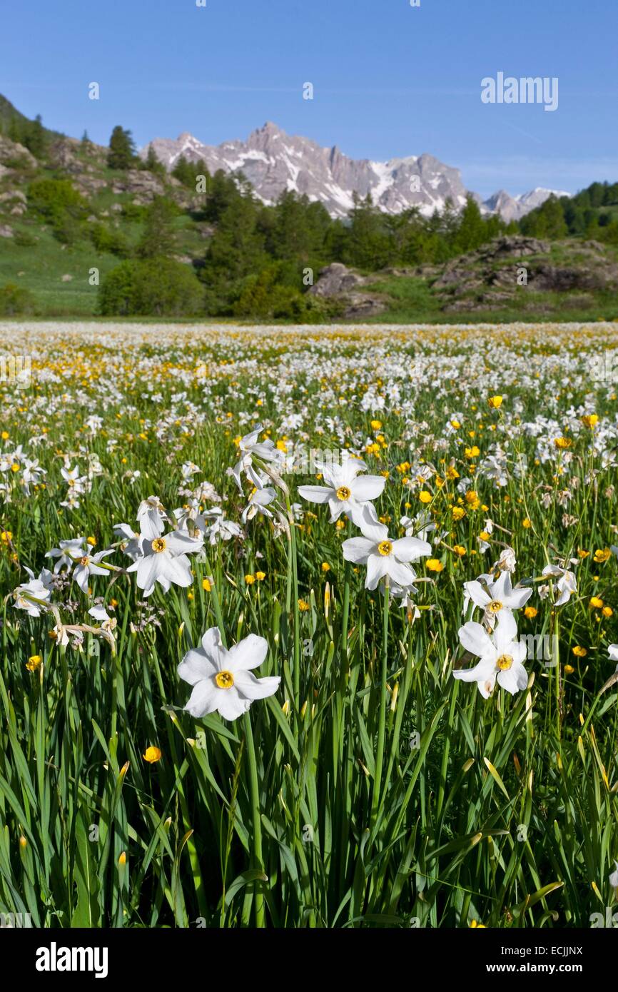 France, Hautes-Alpes, Nevache La Claree valley, daffodils, narcissus family Amaryllidaceae, overlooking the Pointe Cerces (3097m) Stock Photo