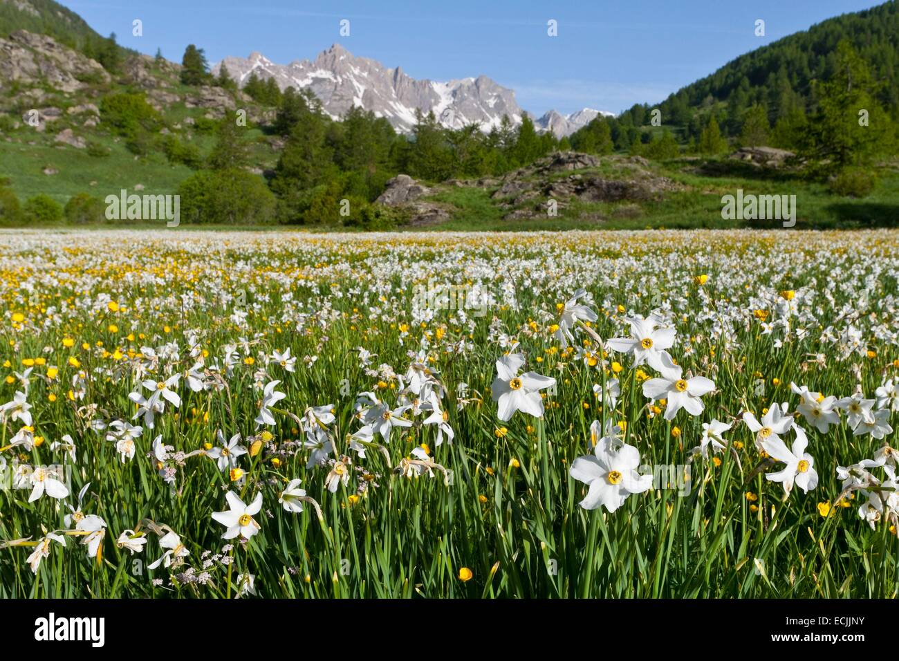 France, Hautes-Alpes, Nevache La Claree valley, daffodils, narcissus family Amaryllidaceae, overlooking the Pointe Cerces (3097m) Stock Photo