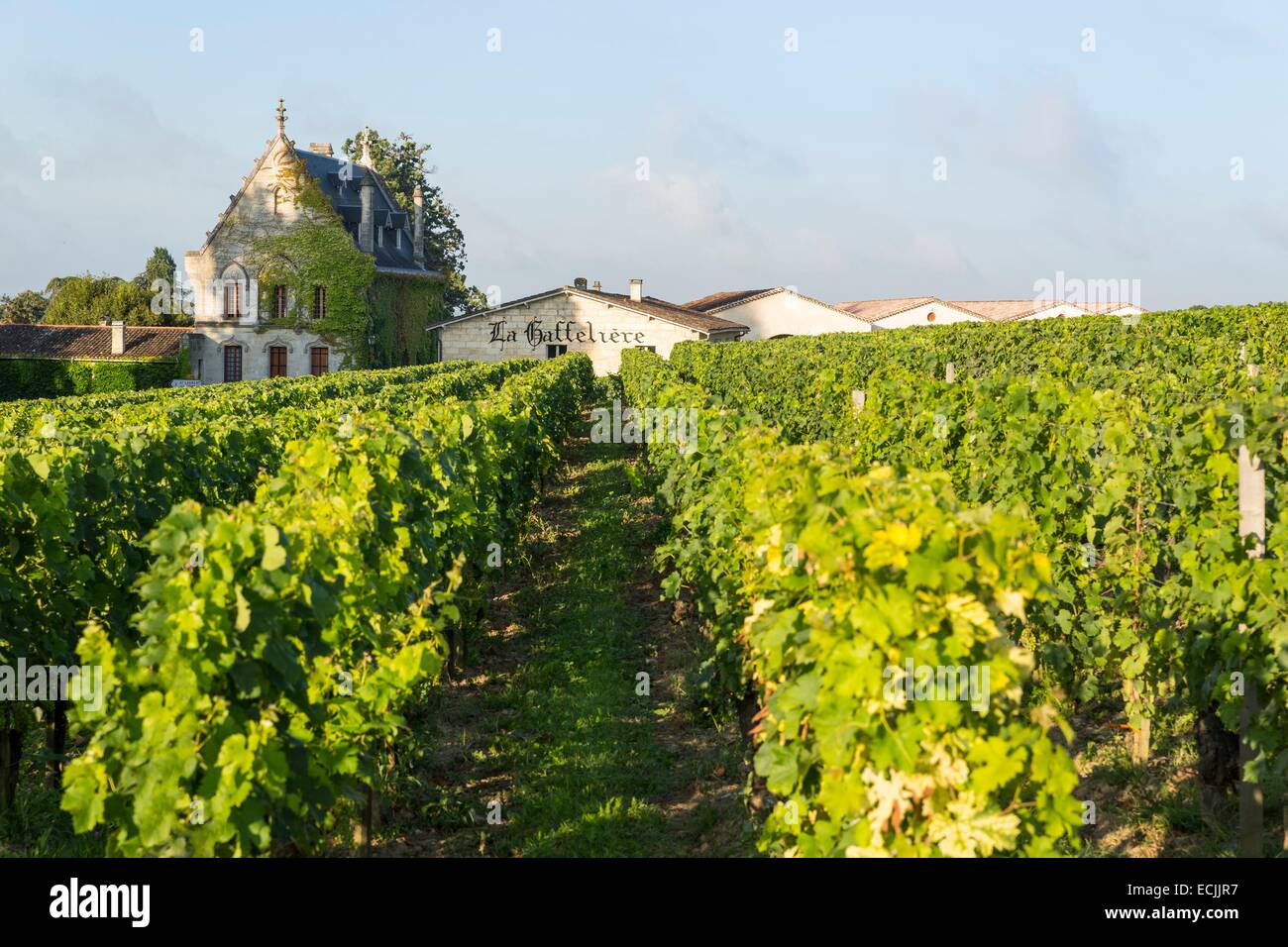 France, Gironde, Saint Emilion, listed as World Heritage by UNESCO, Chateau Gaffeliere and these vineyards Stock Photo