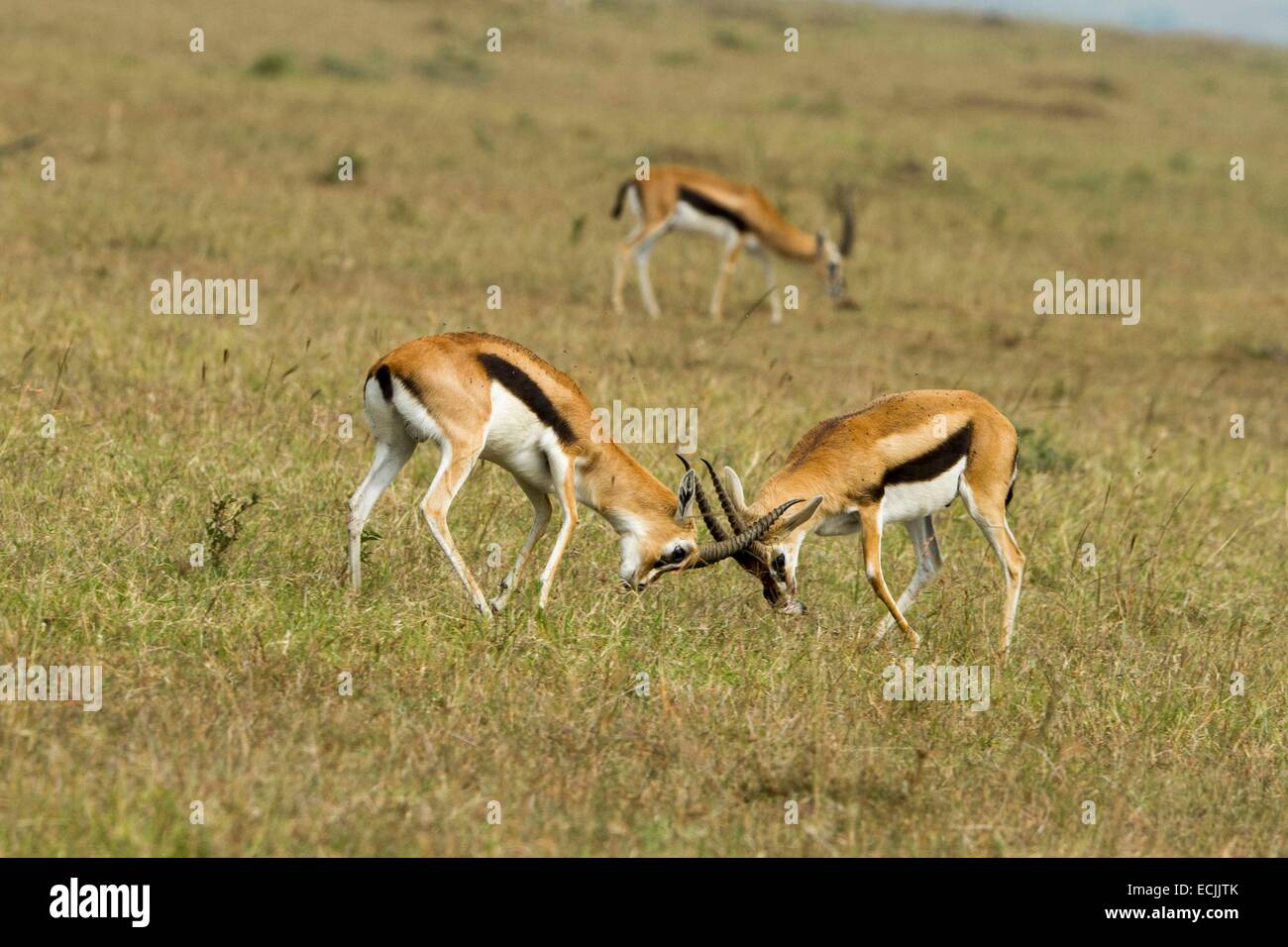 Gazella thomsonii hi-res stock photography and images - Alamy