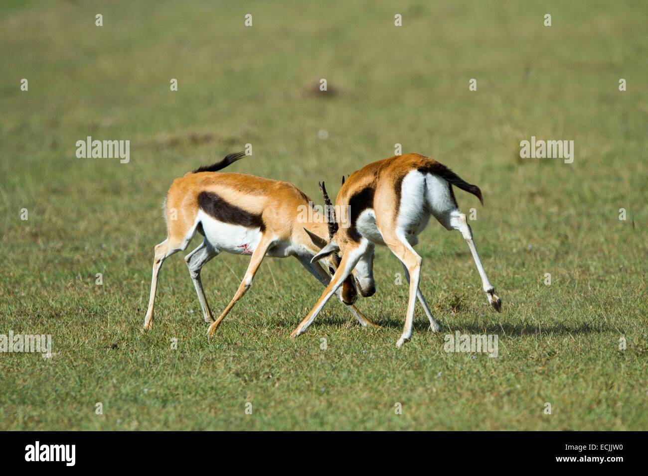 Gazella thomsonii hi-res stock photography and images - Alamy