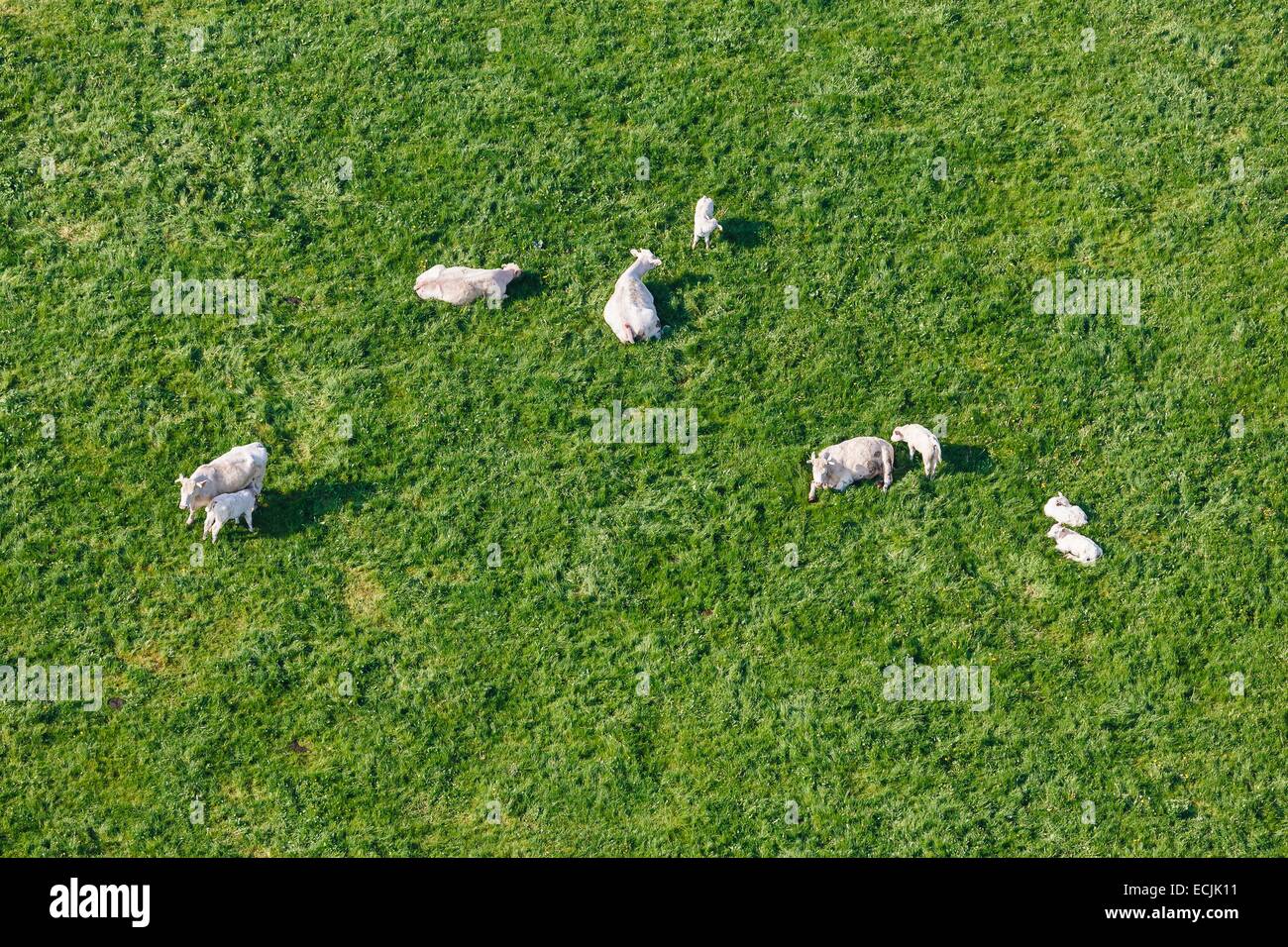 France, Vendee, La Jonchere, cows and calves in a meadow (aerial view) Stock Photo