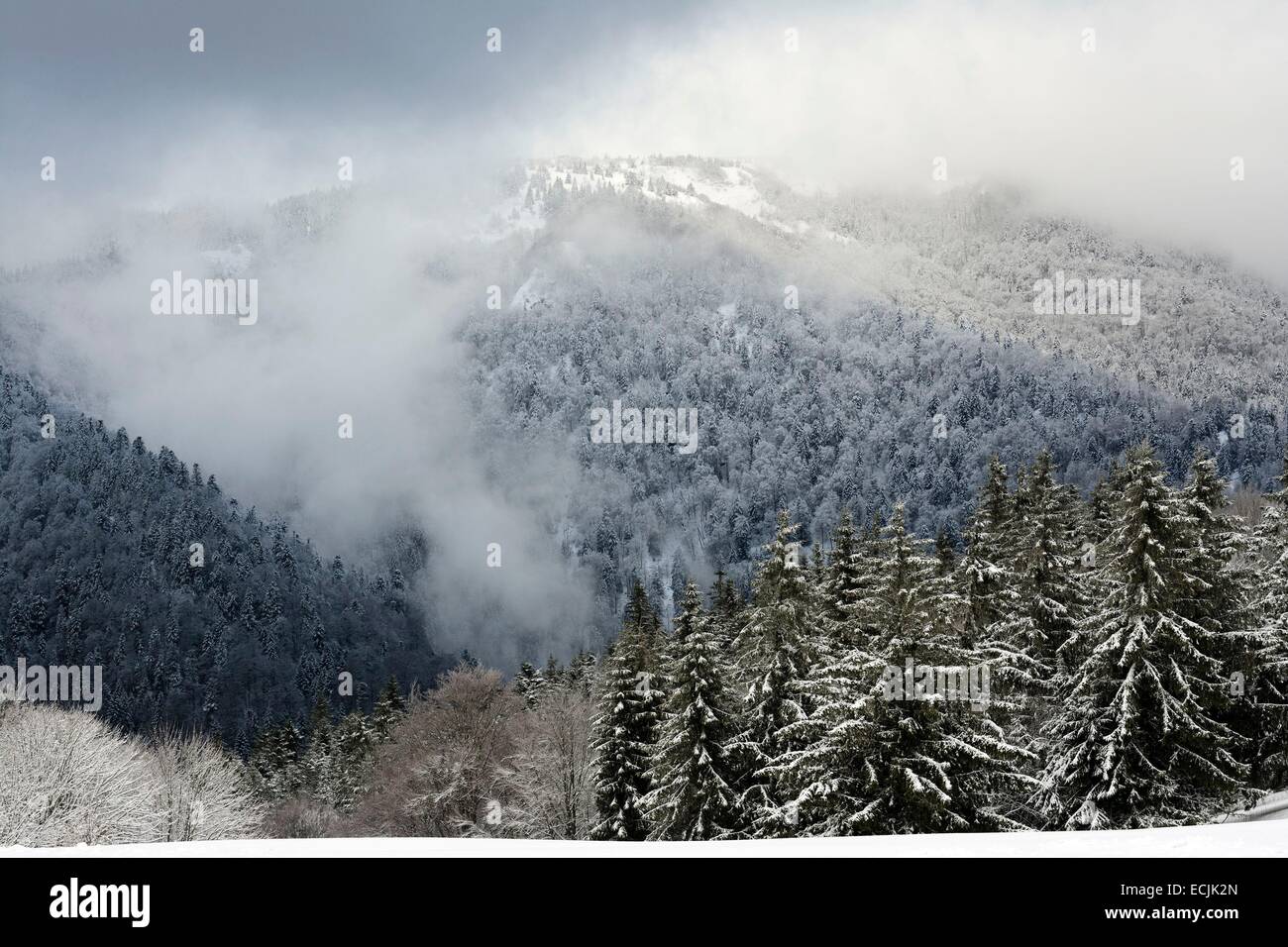 France, Vosges, Ballon d Alsace, forest, view on the Ballon de Servance Stock Photo