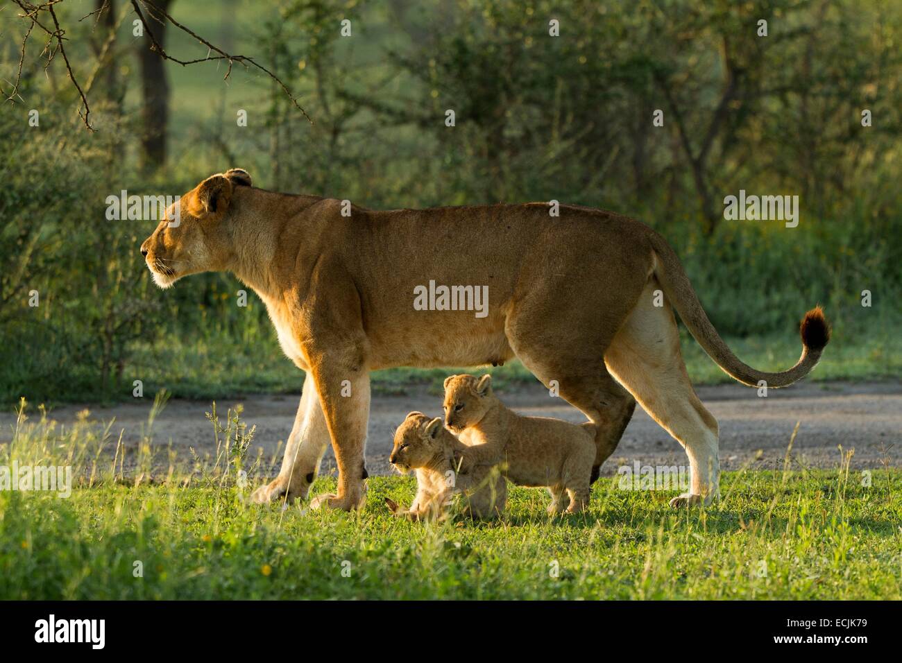 Tanzanie, Ngorongoro national park, lion (Panthera leo), a female and her babies Stock Photo