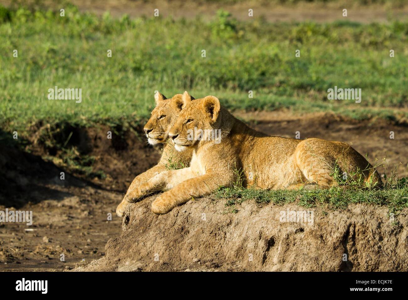 Tanzanie, Ngorongoro national park, lion (Panthera leo), big cubs Stock Photo