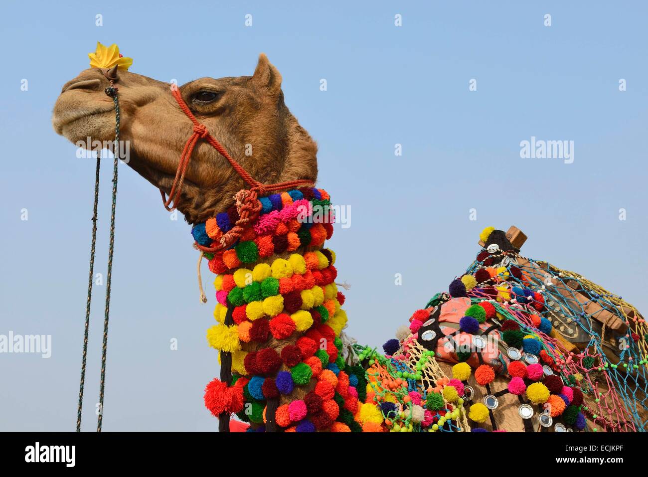 India Rajasthan Pushkar Camel Fair Elaborately Decorated Camel