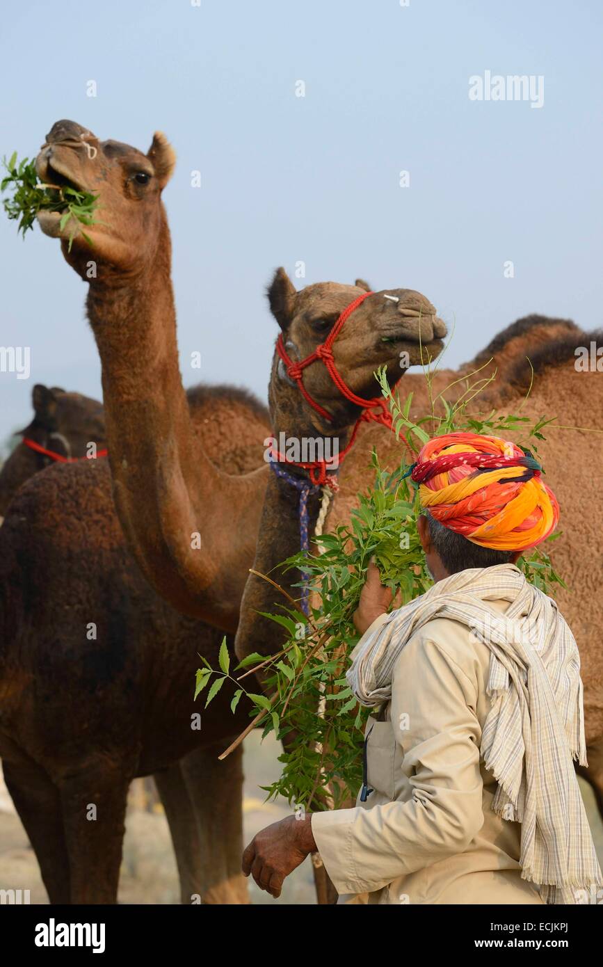 Camel feeding hi-res stock photography and images - Alamy