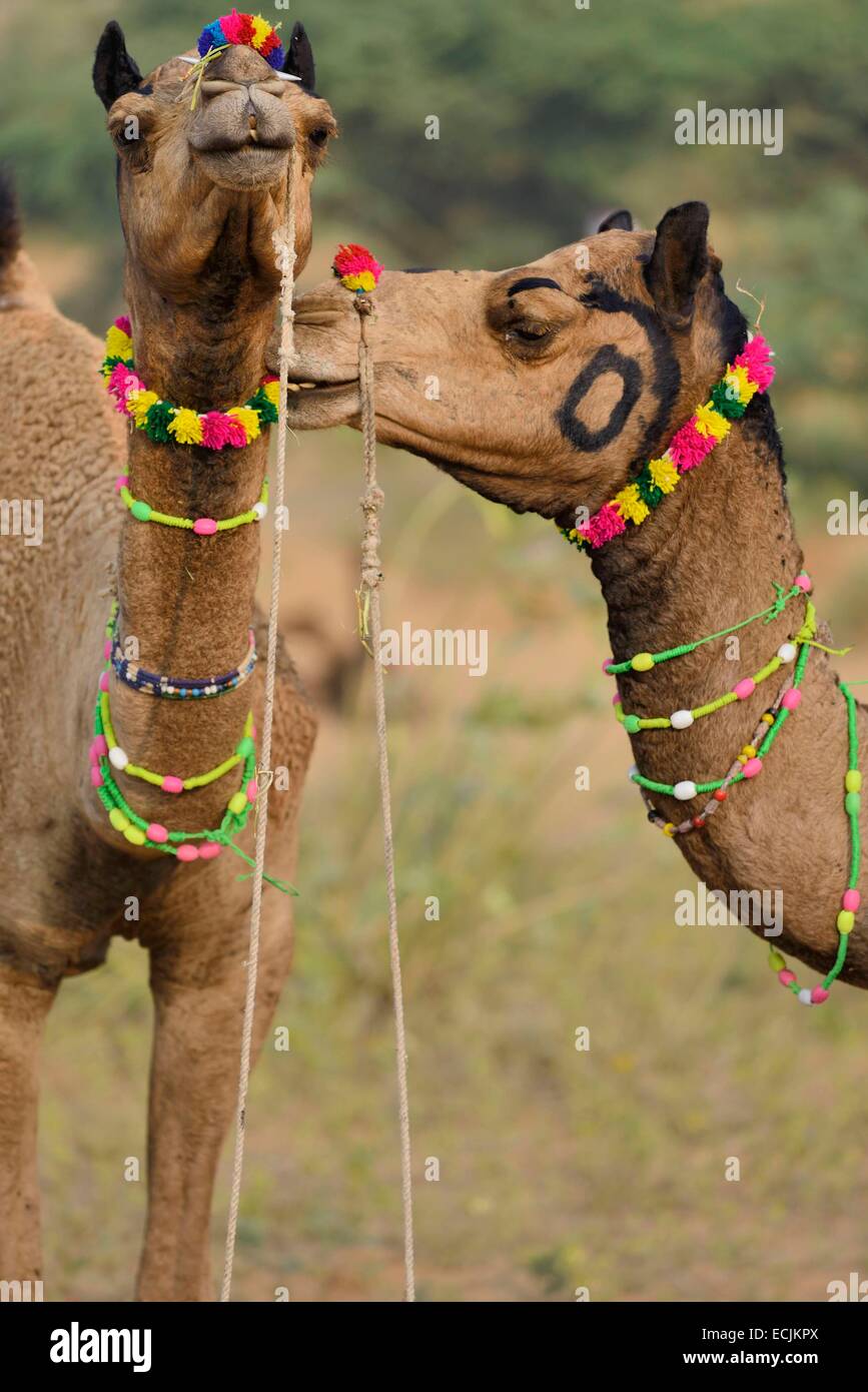 India, Rajasthan, Pushkar camel fair Stock Photo