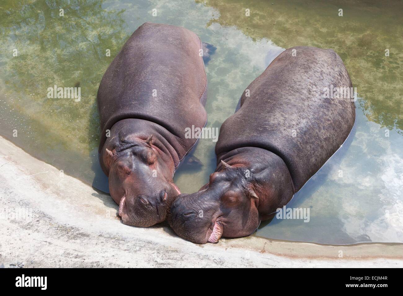 France Nord Maubeuge Maubeuge Zoo Hippo Stock Photo