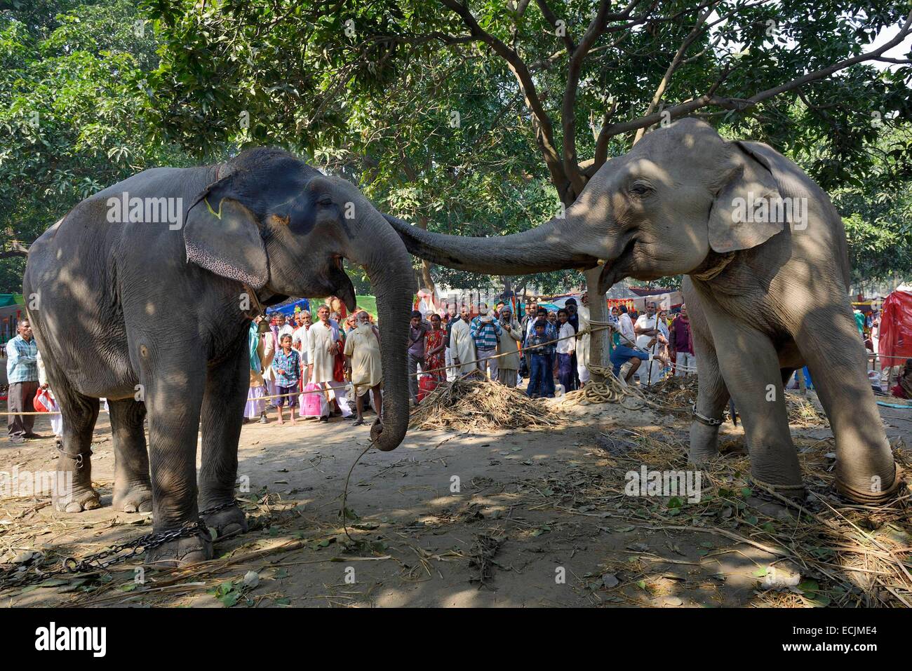 India, Bihar, Patna region, Sonepur livestock fair, The elephant bazar, Elephants Mooti and Ragni rubbing trunks Stock Photo
