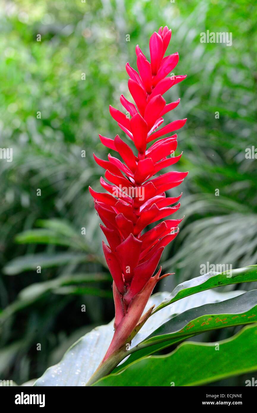 Peru, Madre de Dios department, Amazon, Puerto Maldonado, Natural Reserve Kerenda Homet, Alpinia purpurata (Zingiberaceae) Stock Photo