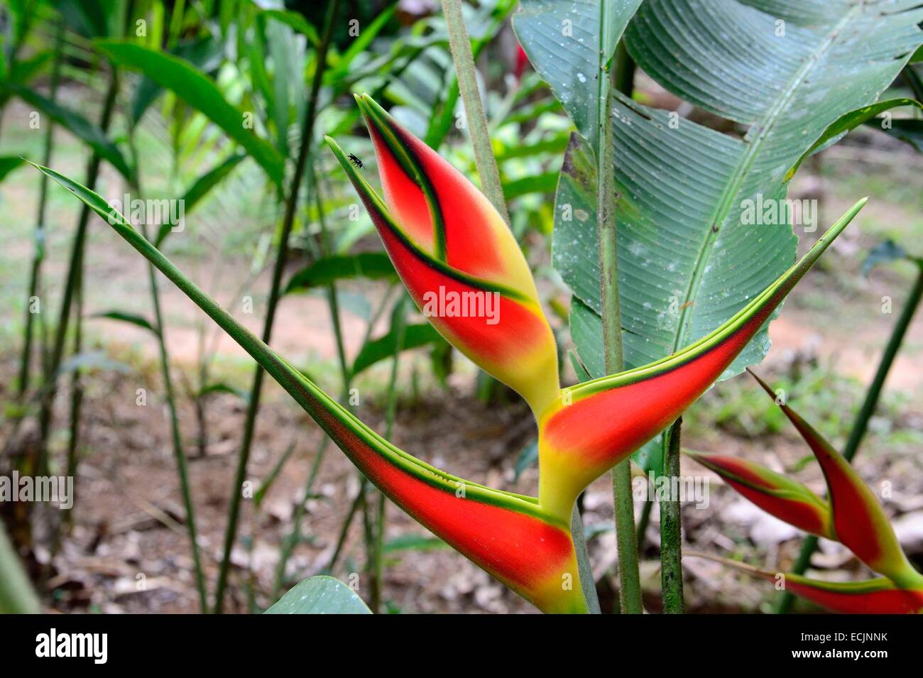 Peru, Madre de Dios department, Amazon, Puerto Maldonado, Natural Reserve Kerenda Homet, Heliconia wagneriana (Heliconiaceae) Stock Photo