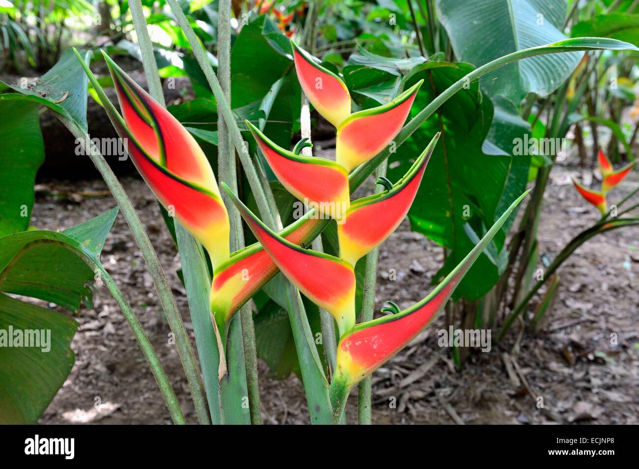 Peru, Madre de Dios department, Amazon, Puerto Maldonado, Natural Reserve Kerenda Homet, Heliconia wagneriana (Heliconiaceae) Stock Photo