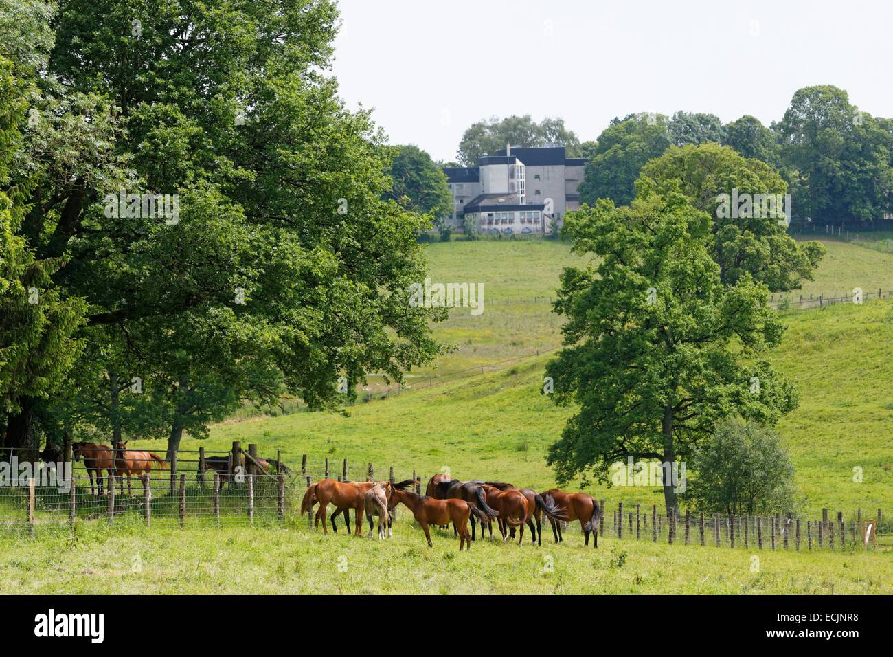France, Correze, Arnac Pompadour, national stud farm, Chignac property