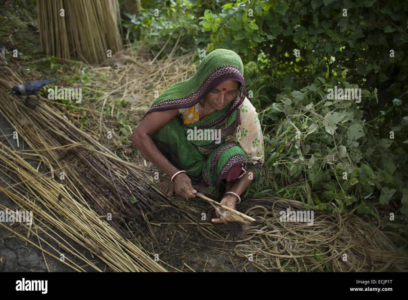 Farmer processing jute from jute hi-res stock photography and images ...