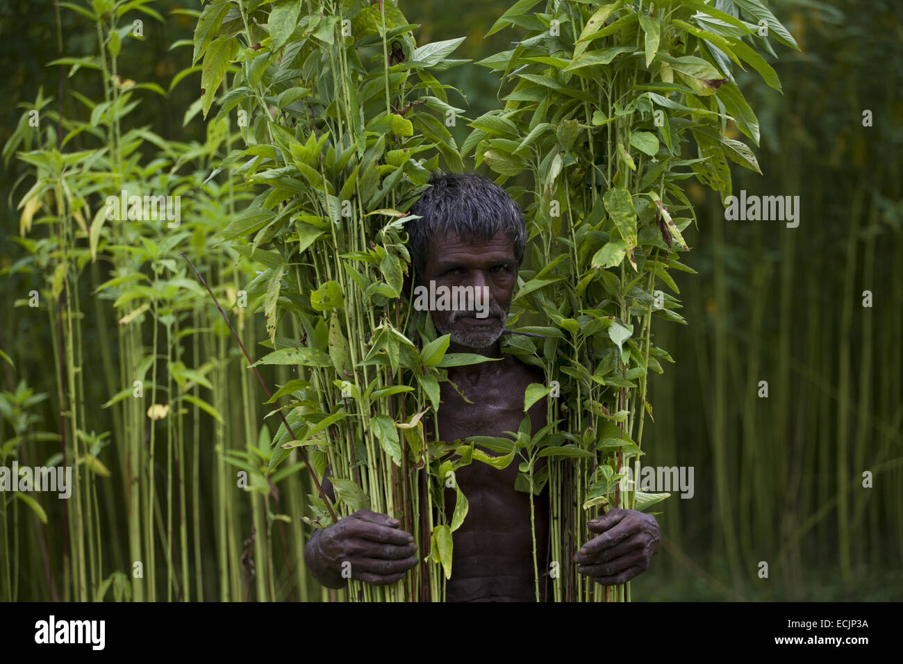 Farmer processing jute from jute hi-res stock photography and images ...