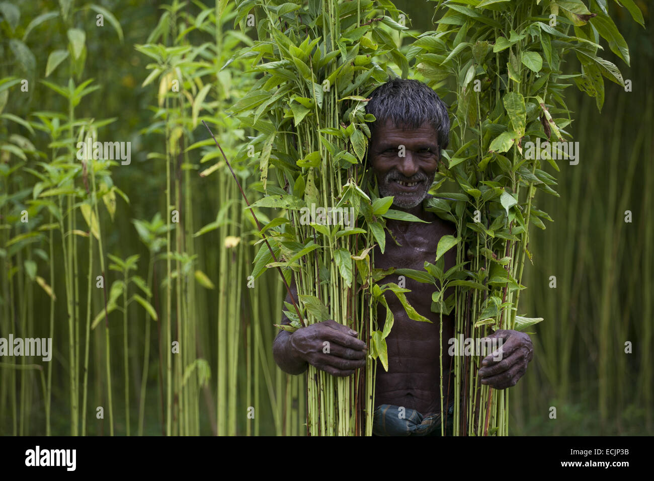 Farmer processing jute from jute hi-res stock photography and images ...