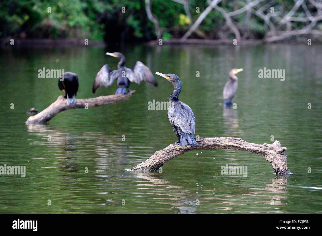 Peru, Madre de Dios department, Amazon, Puerto Maldonado, Tambopata National Reserve, Lake Sandoval, cormorants Stock Photo