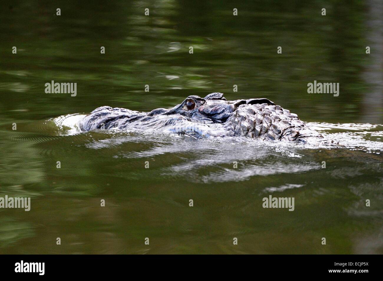 Peru, Madre de Dios department, Amazon, Puerto Maldonado, Tambopata National Reserve, black caiman (Melanosuchus niger) Stock Photo