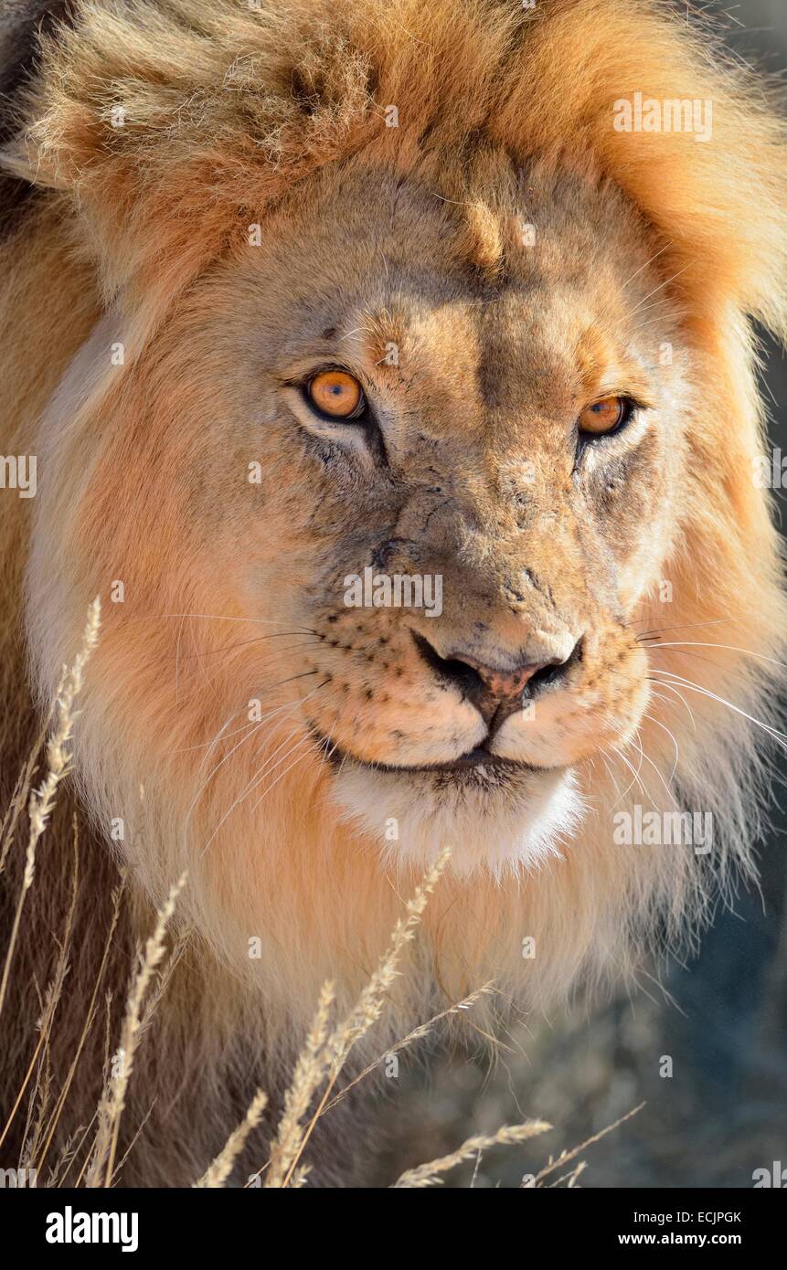 Lion photo vertical hi-res stock photography and images - Alamy
