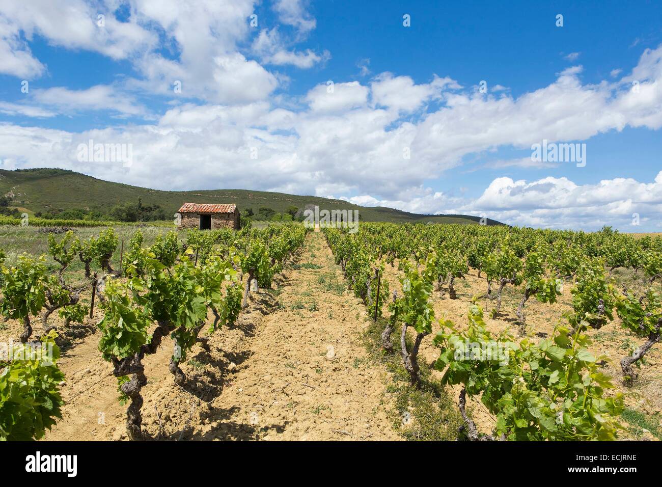 France, Aude, Saint Laurent de la Cabrerisse, vineyard of Corbieres