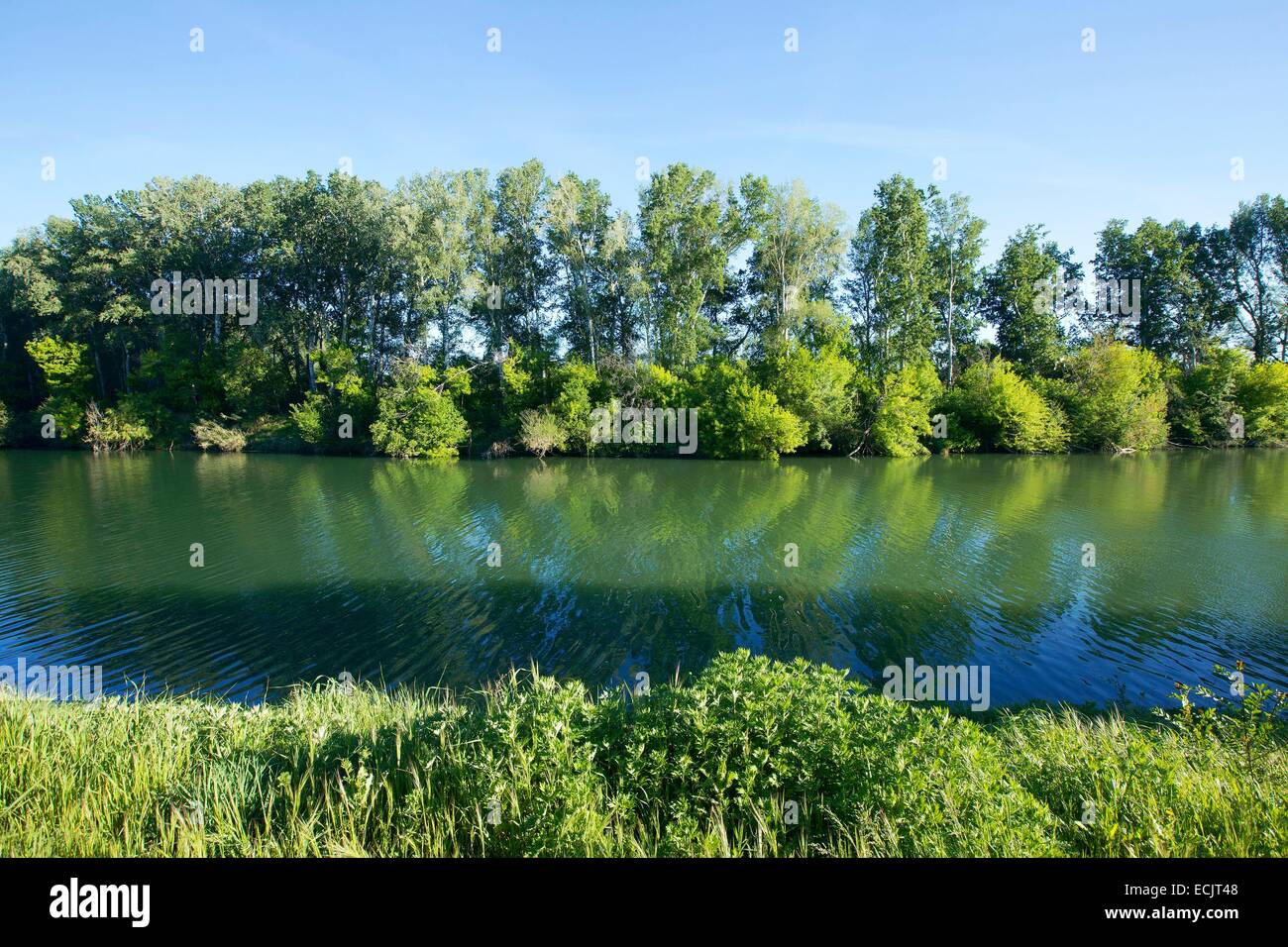 Tree Gardon High Resolution Stock Photography And Images Alamy Tree Gardon High Resolution Stock Photography And Images Alamy